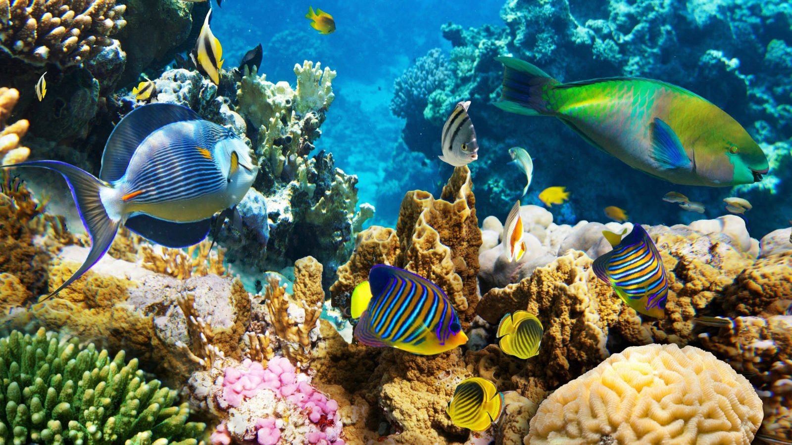 Coral Bay