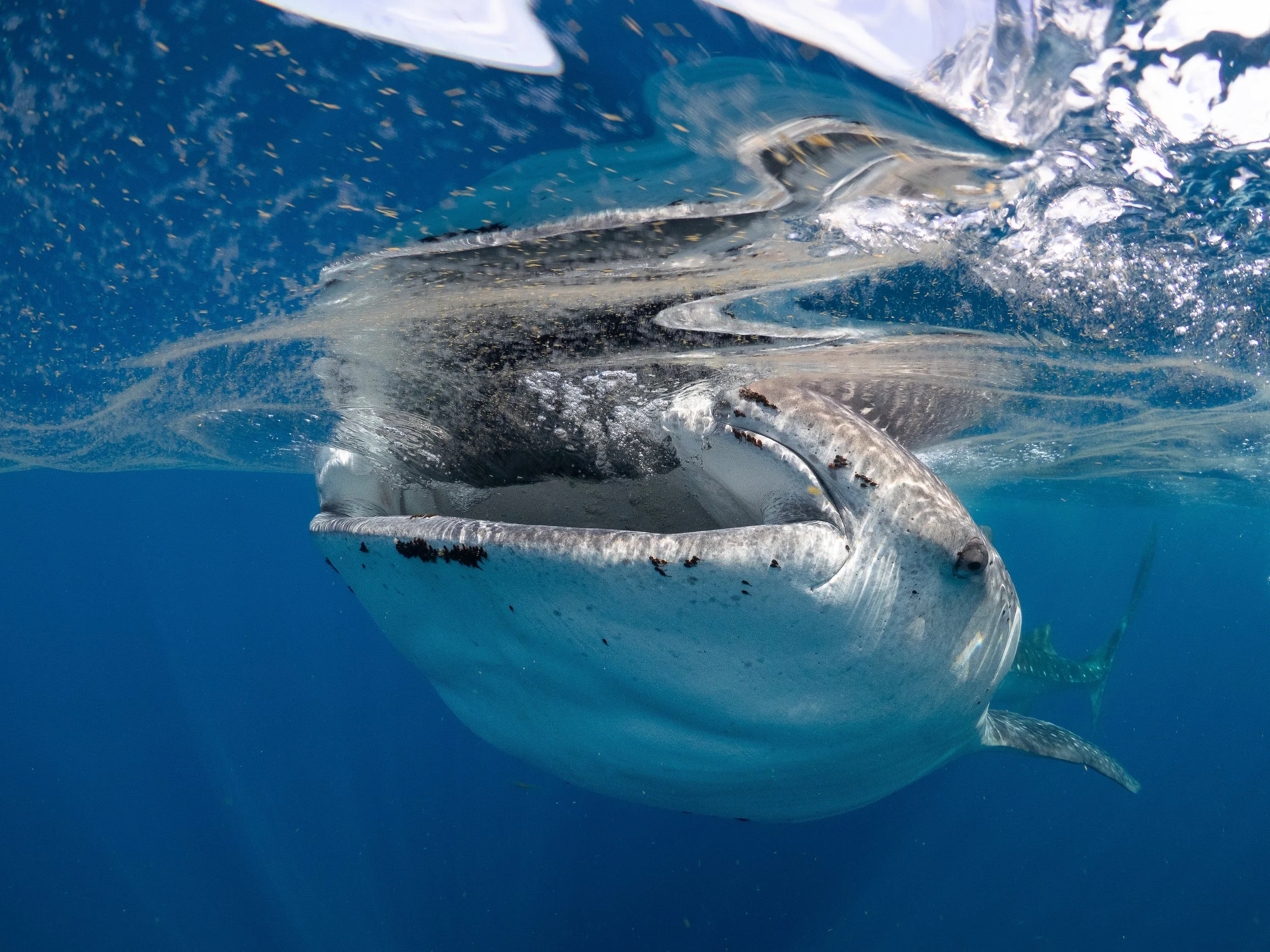 Whale shark feeding grounds