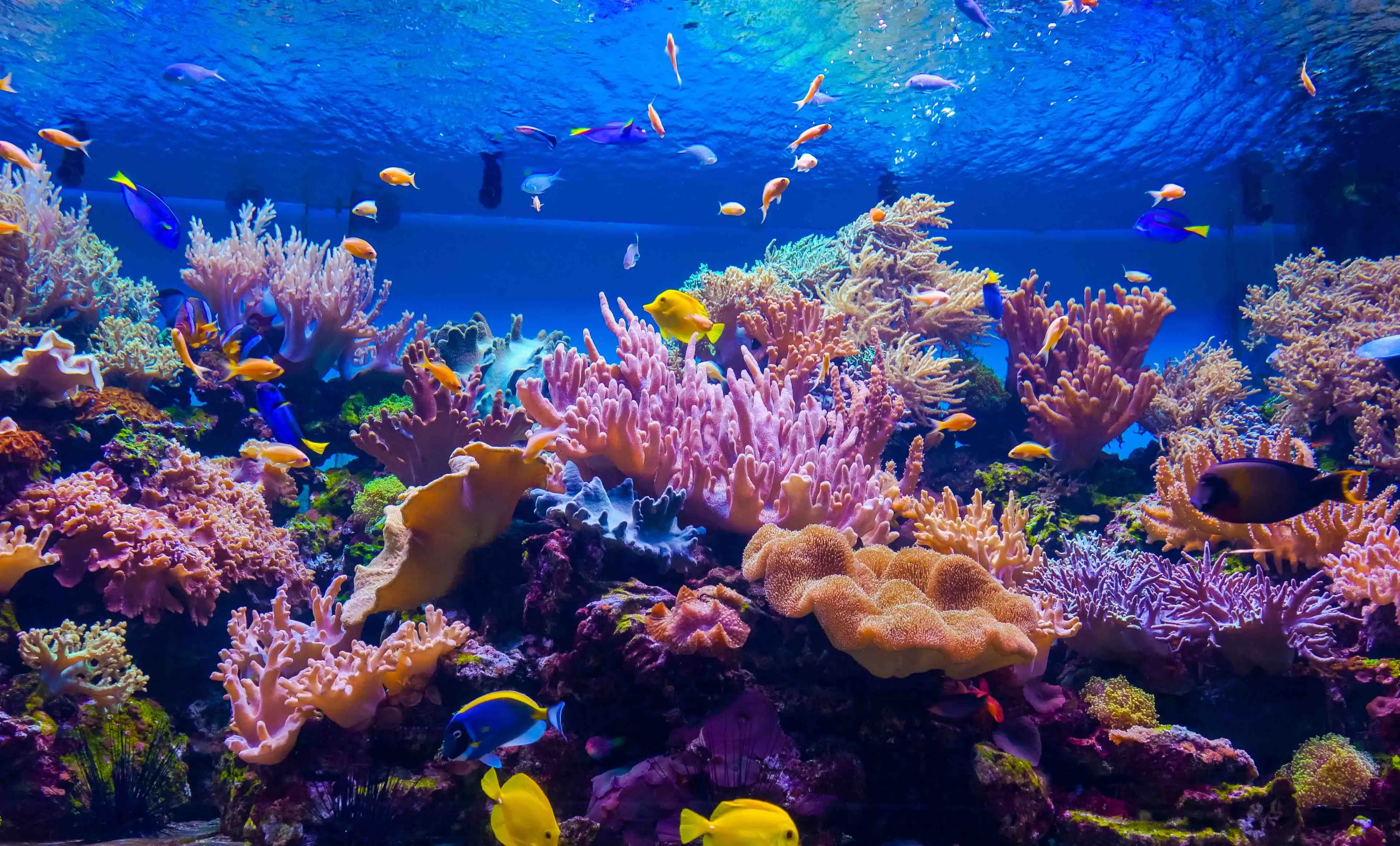 Jun's Reef
