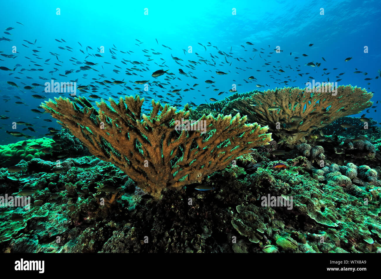 Coral reef zones