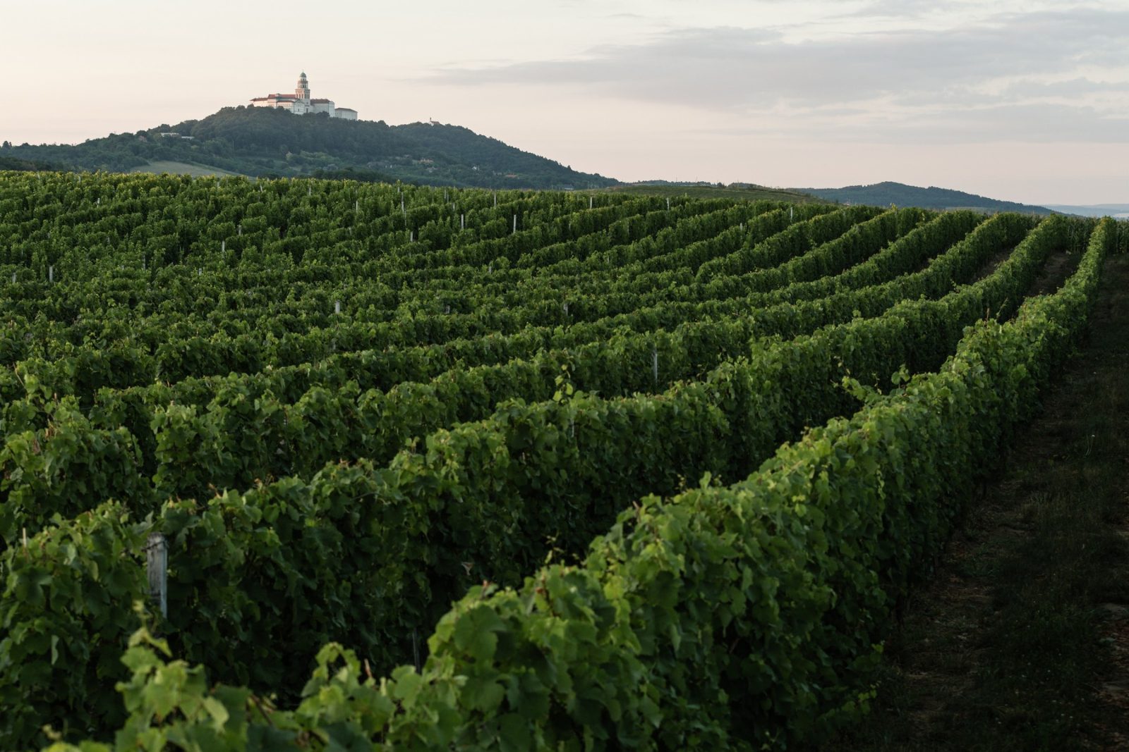 Vineyard Row Path