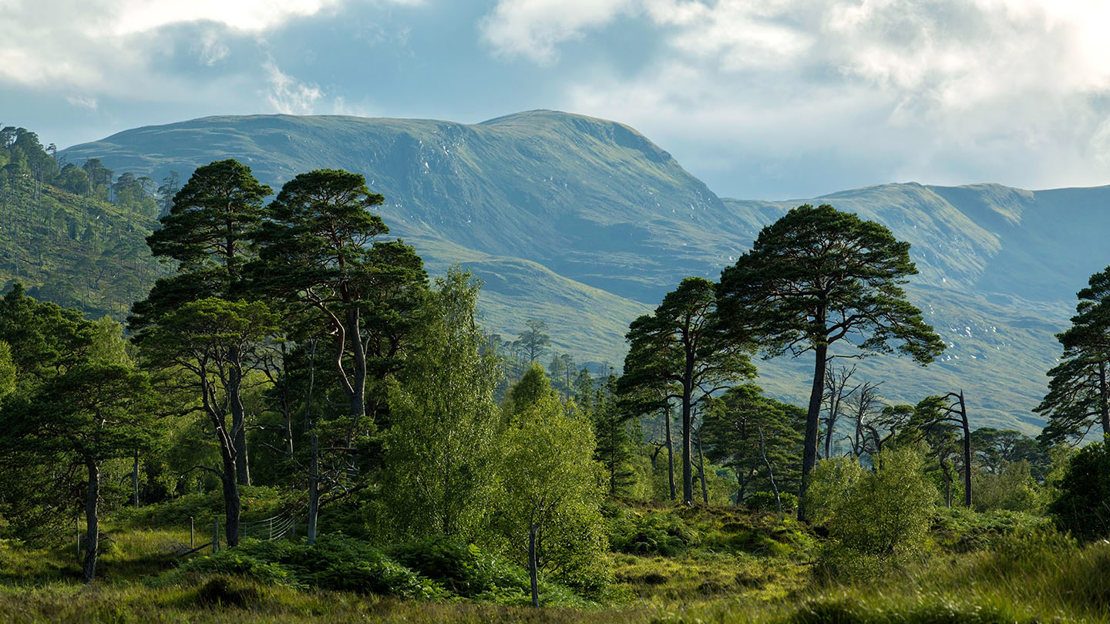 Caledonian Forest