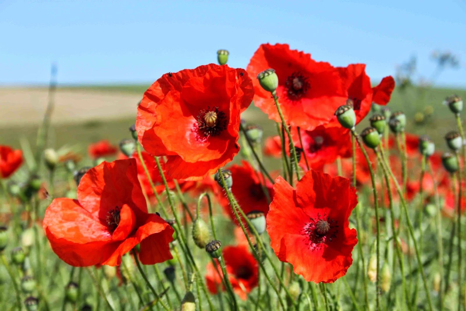 Poppy Installation