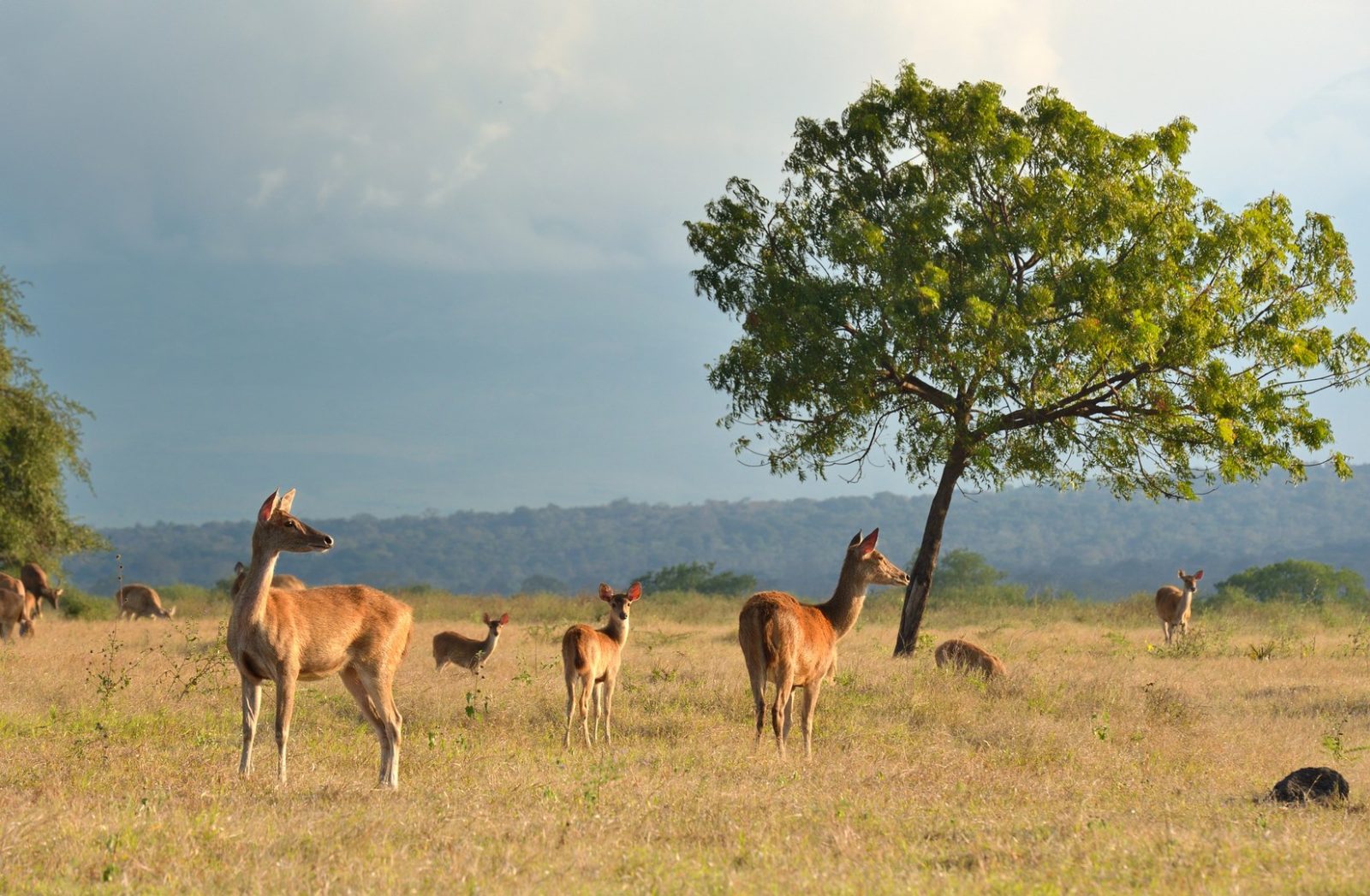 Baluran National Park