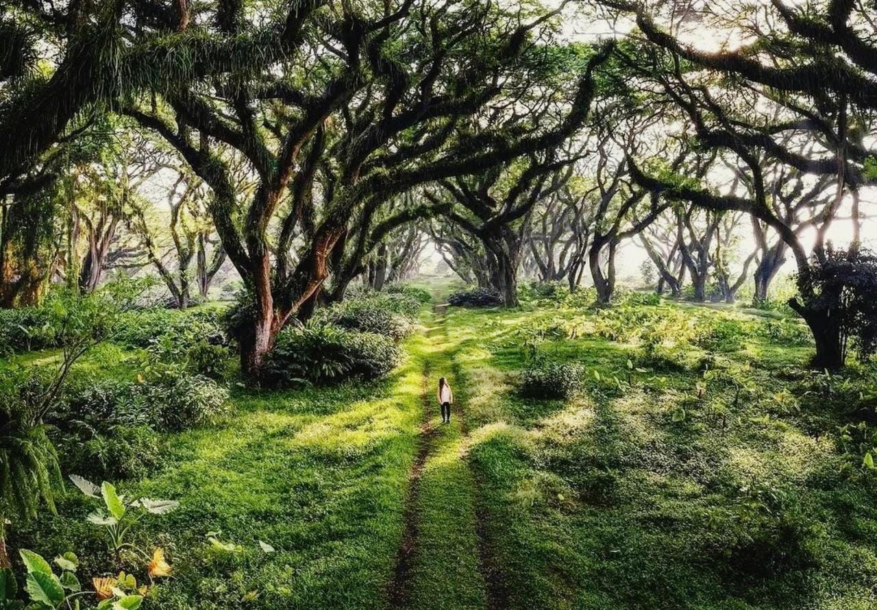 De Djawatan Forest