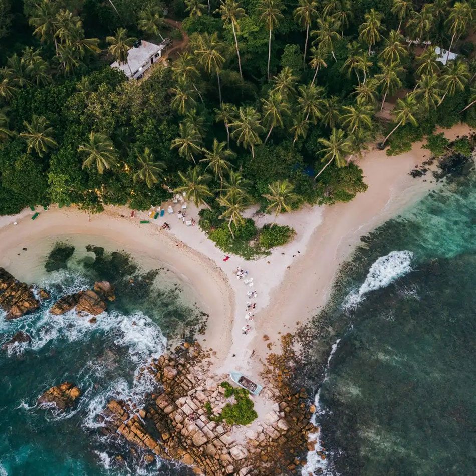 Coastal Palm Groves