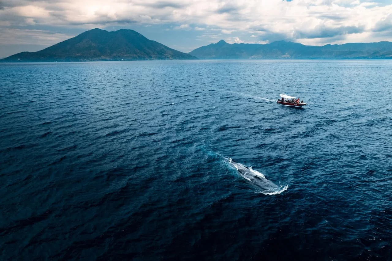 Whale Watching Mirissa Ticket Price