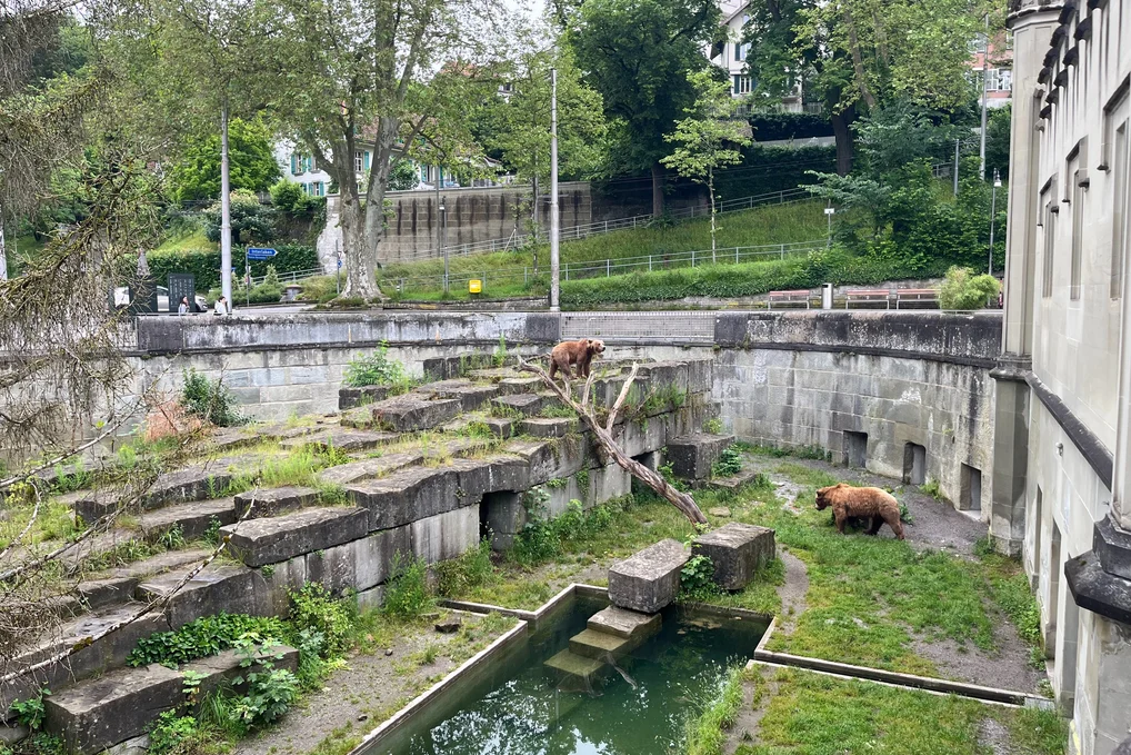Bear Pit