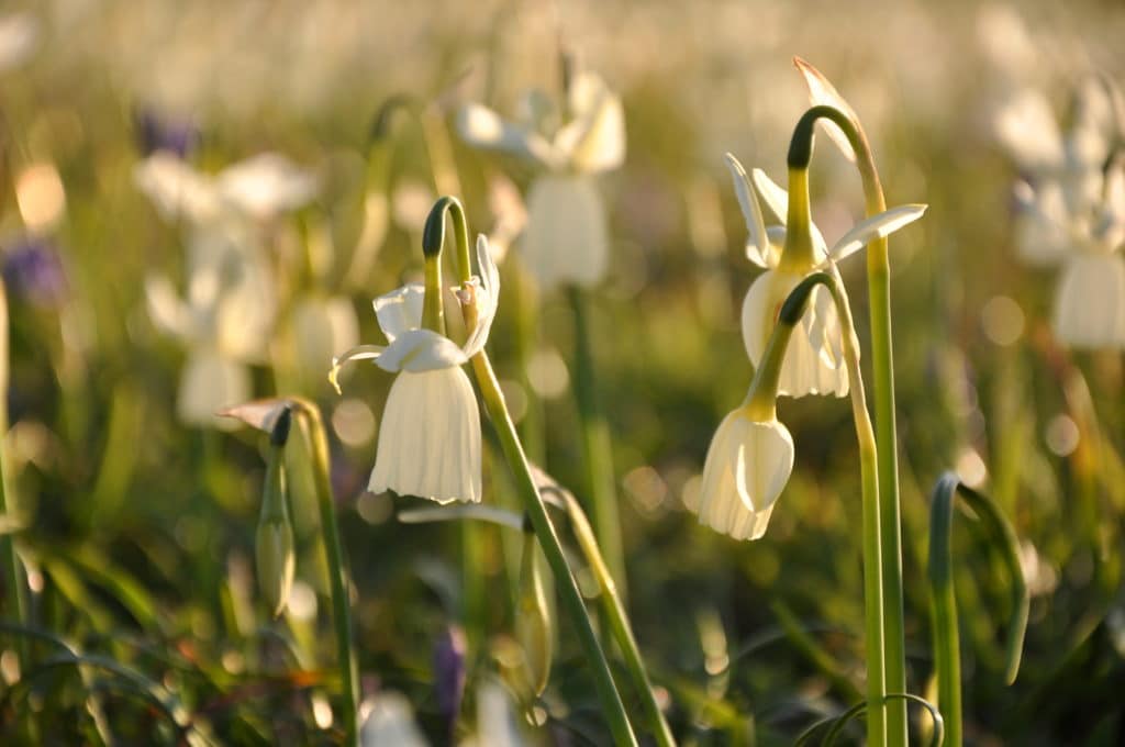 The Narcissus Glénan