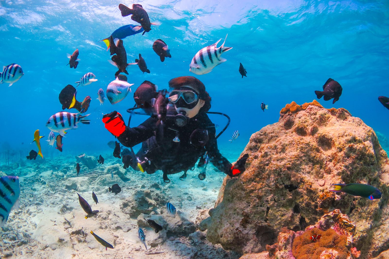 Coral Shelf