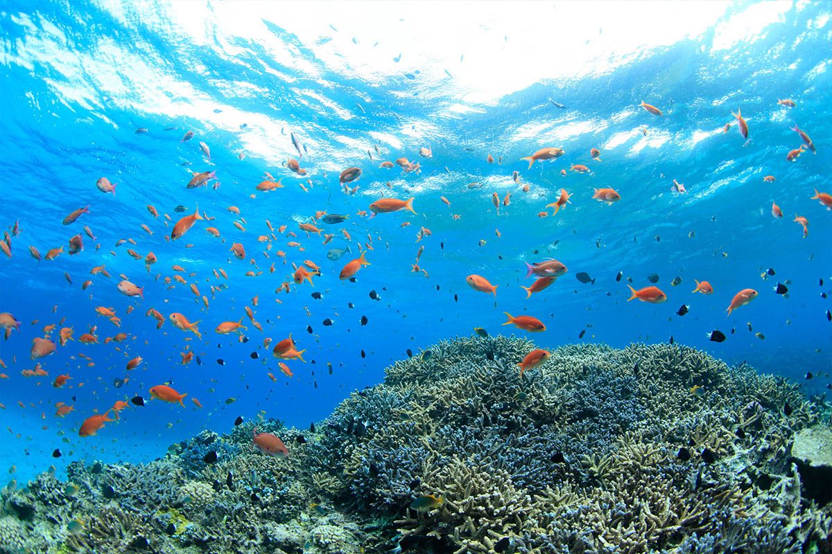 Marine Life Corridor