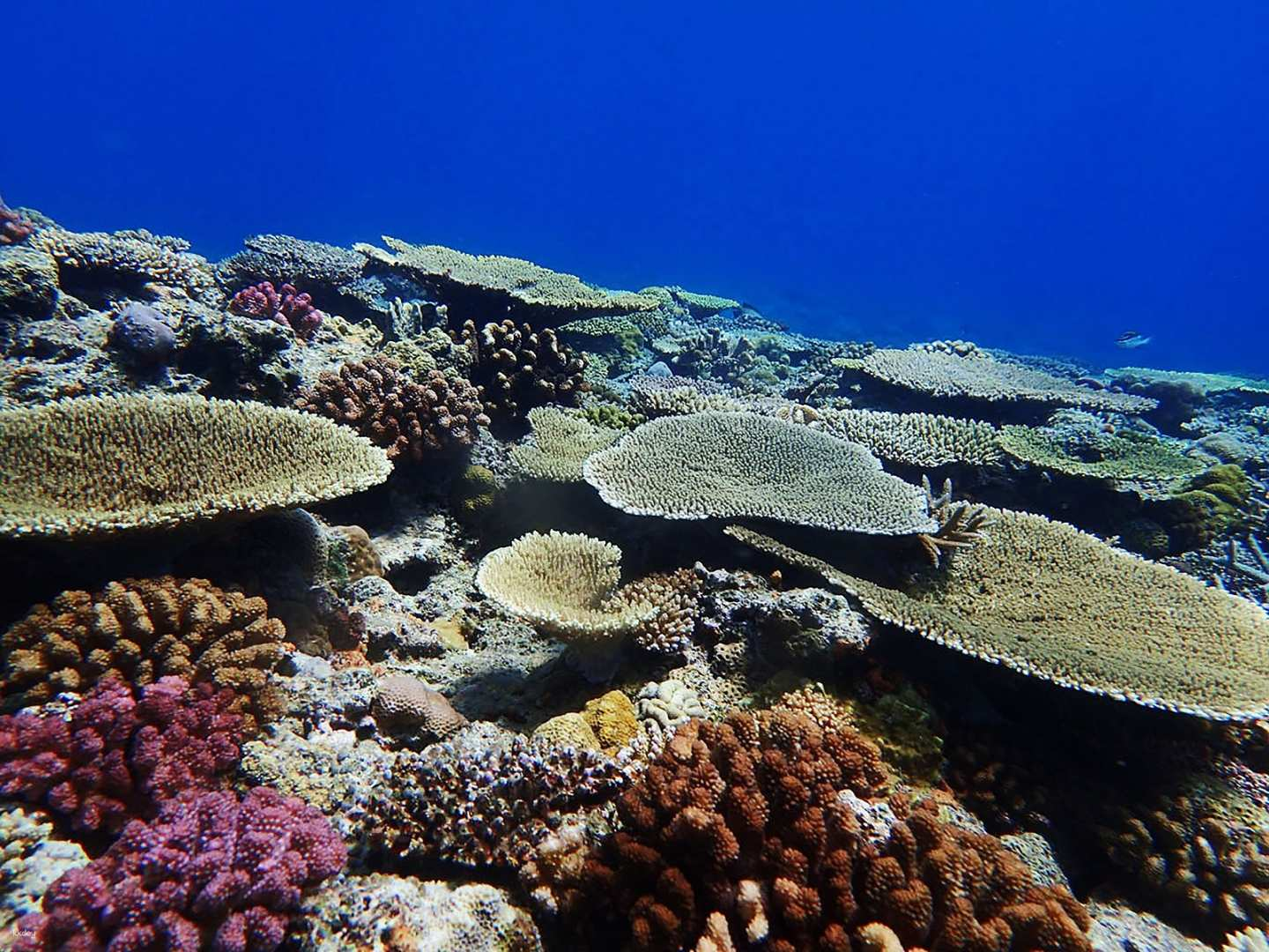 Shallow Reef Shelf