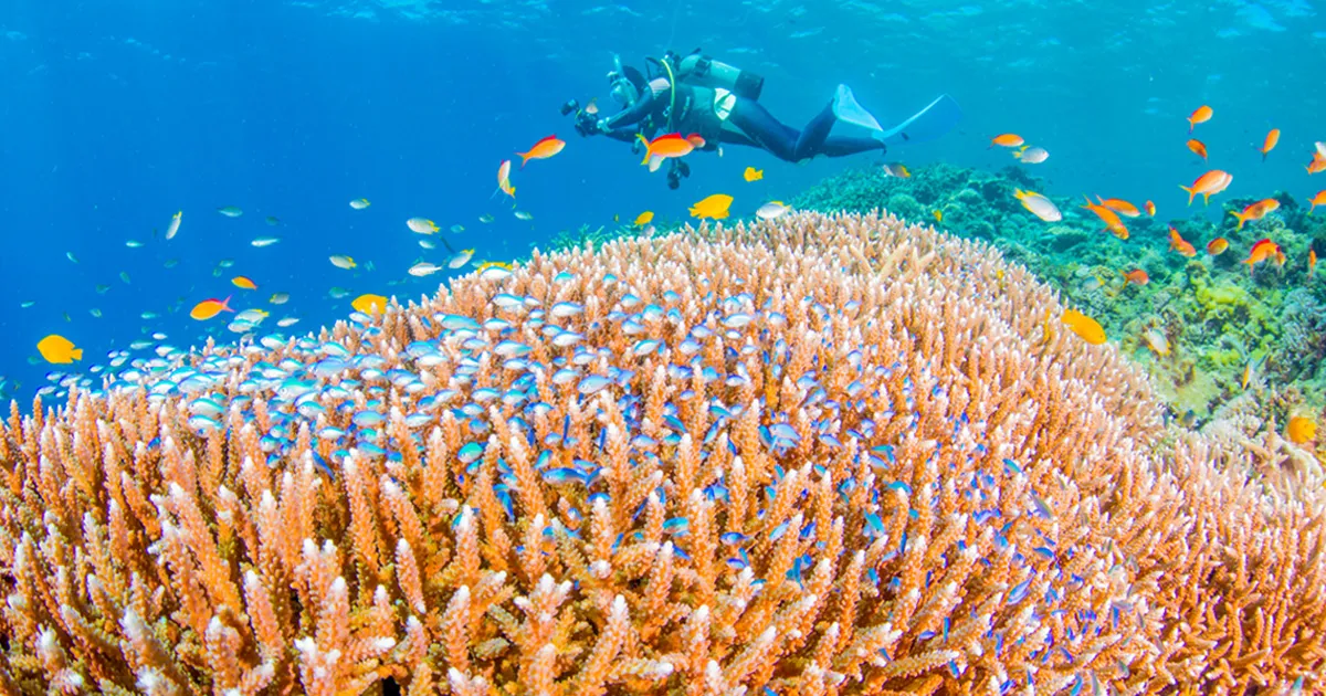 Coral Reef Shallow