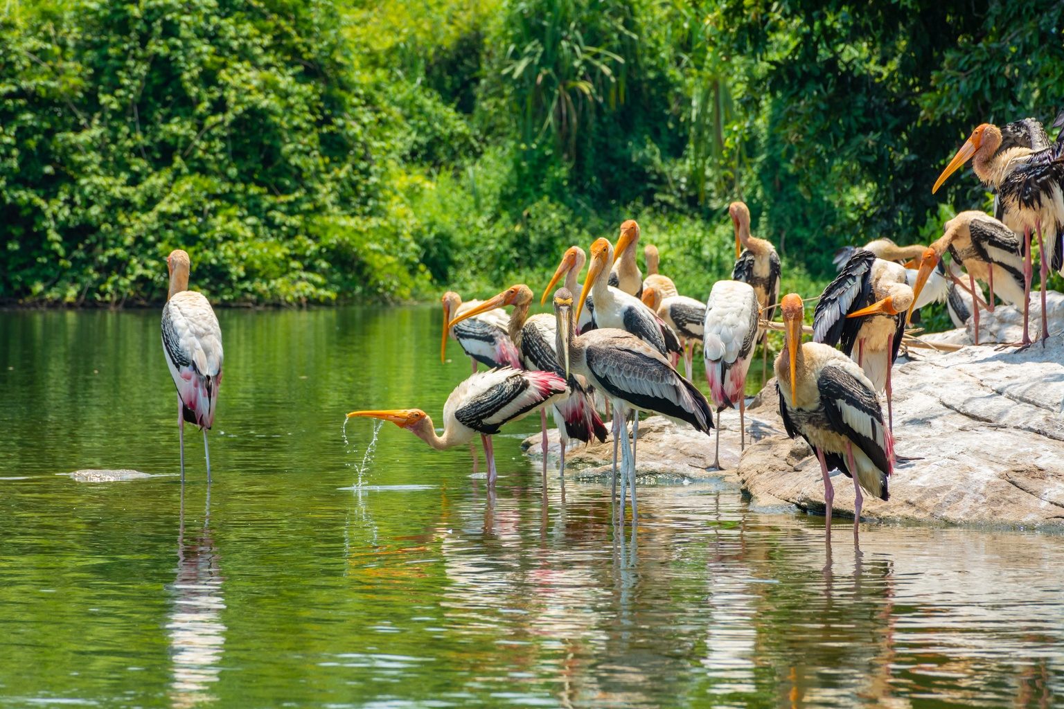 Bird Sanctuary Area