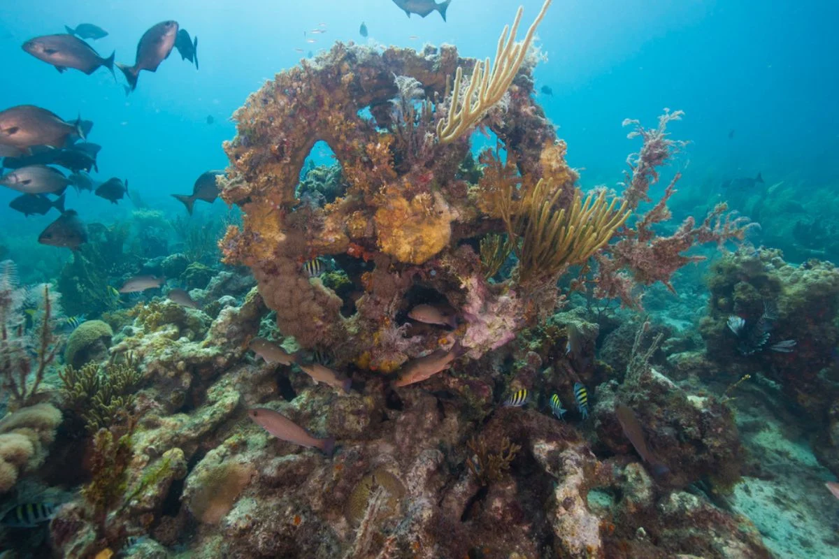 Coral Reef Rims