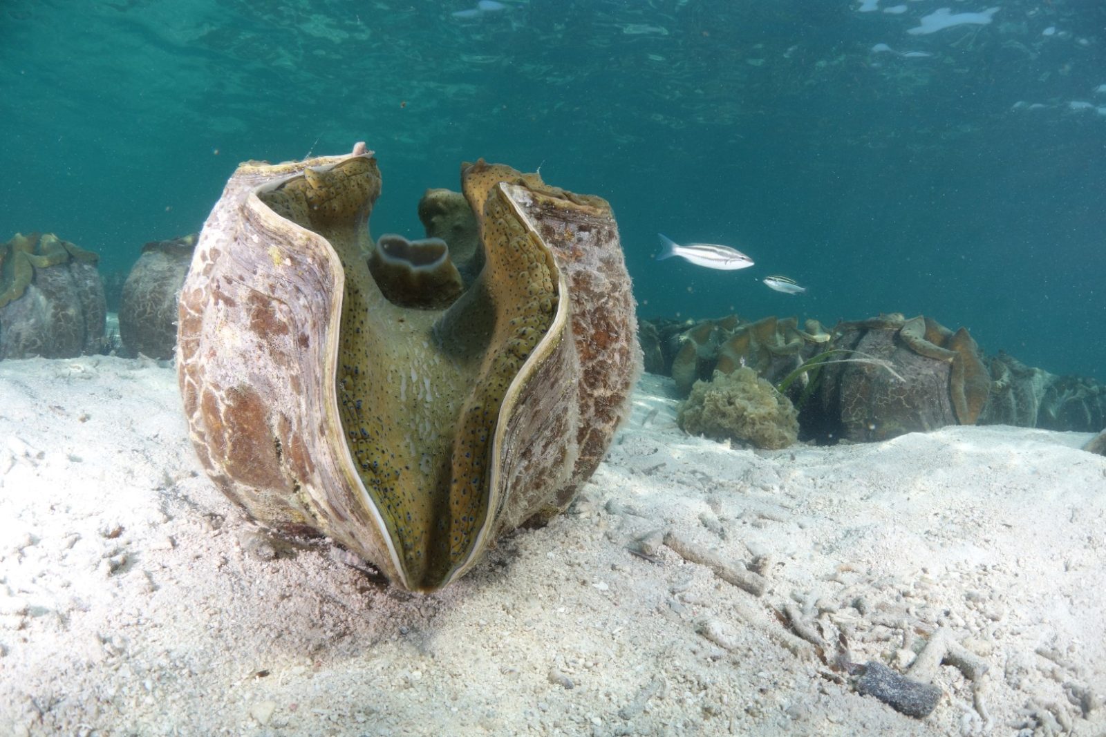 Giant Clam Nursery