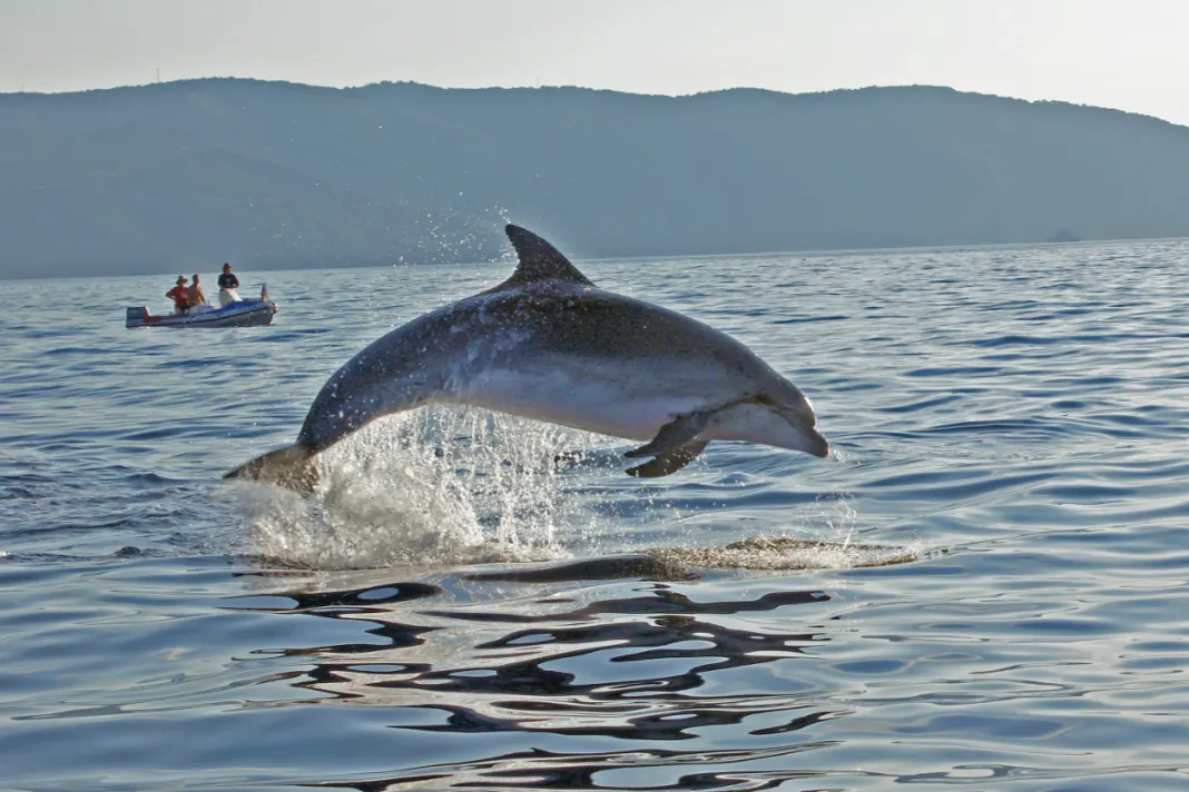 Dolphin Watching Areas