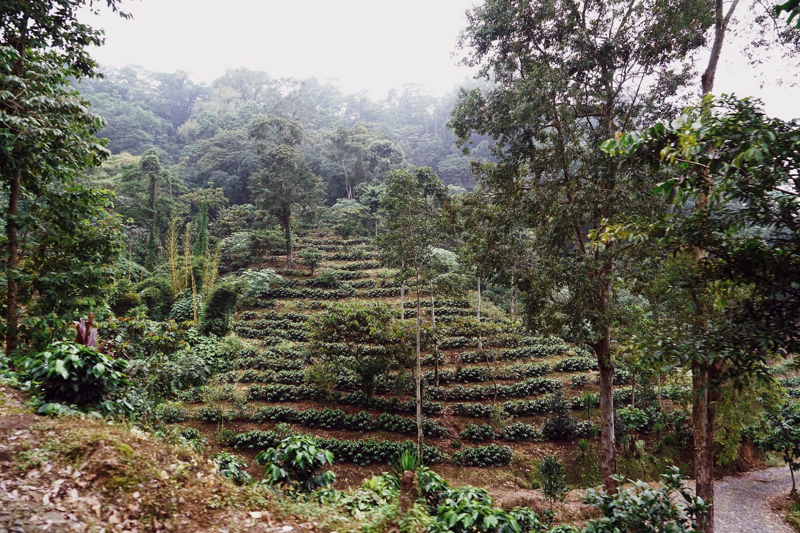 Coffee Terraces