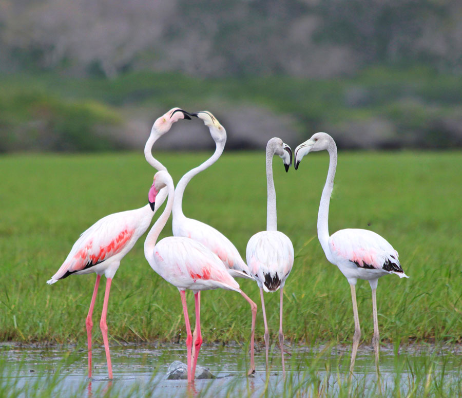 Bundala National Park