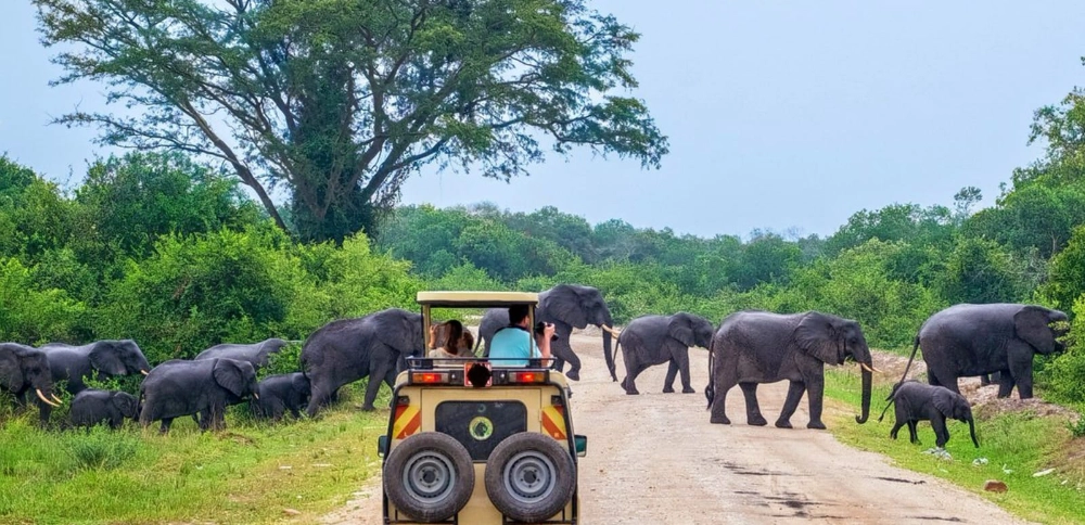Your experience at Yala National Park Safari Tours & Tickets