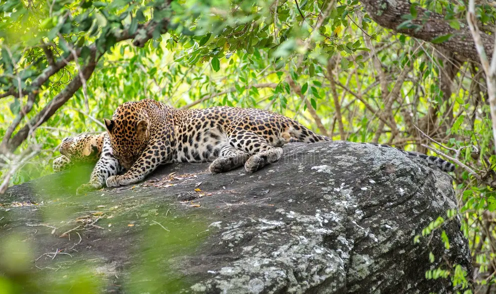 Yala National Park Safari Wildlife Adventure