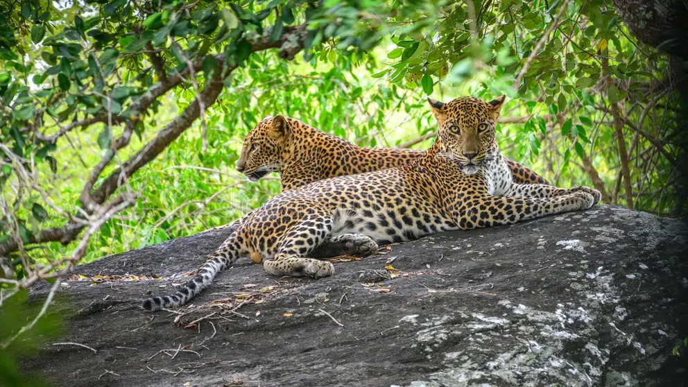Yala National Park Safari Wildlife Adventure