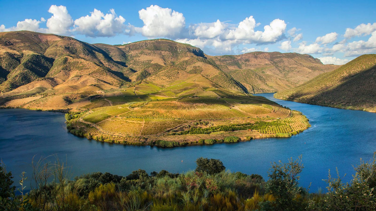 Alto Douro Wine Region