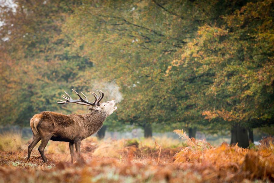 Deer Observation