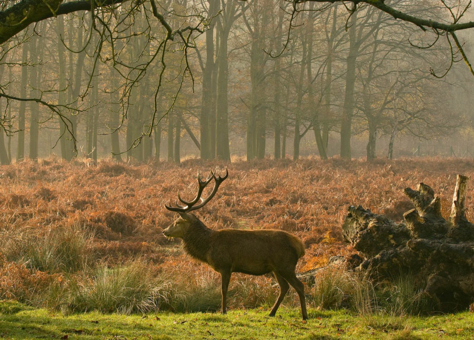 Richmond Park Tickets