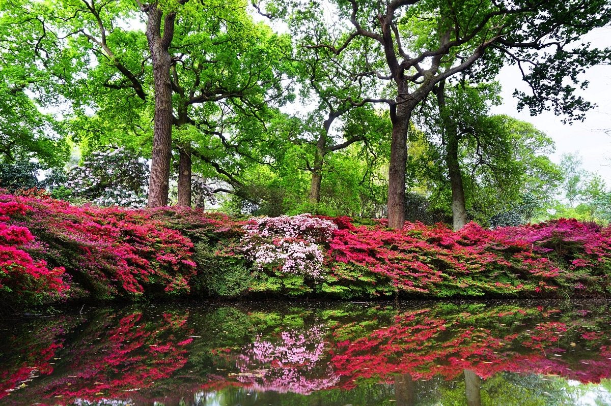 Isabella Plantation