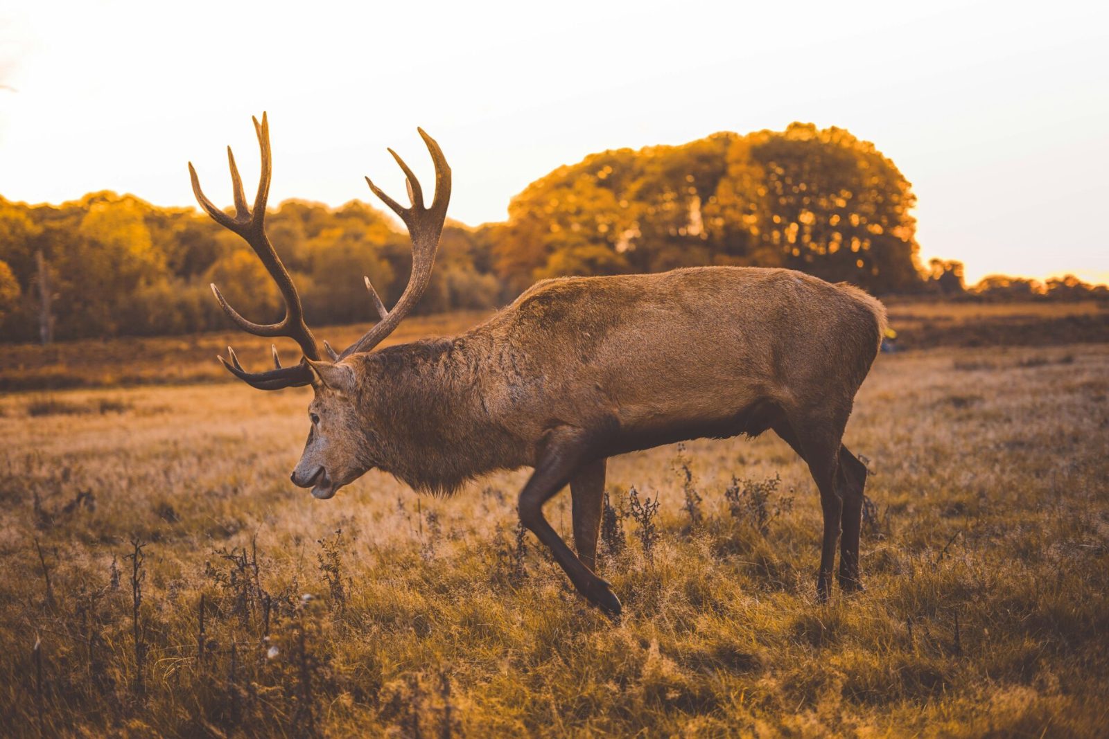 Deer Grazing Areas