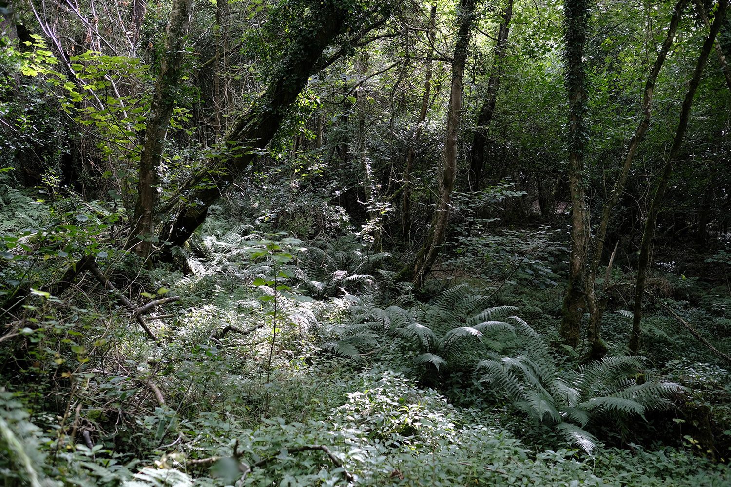 Sidmouth Wood