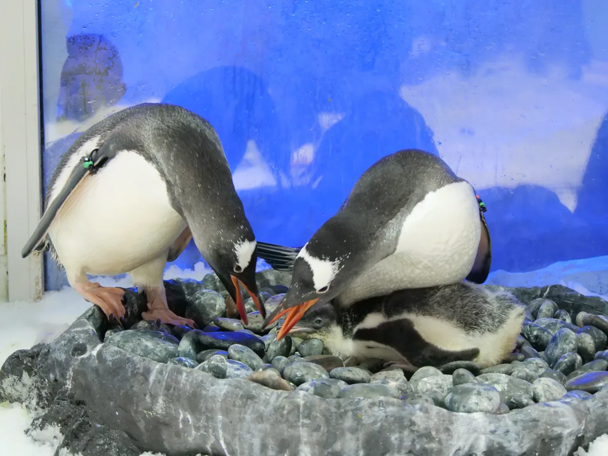 Sub-Antarctic Penguin Habitat