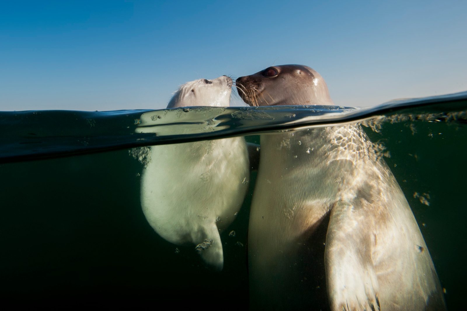 Gulf of St. Lawrence Underwater Viewing Glass