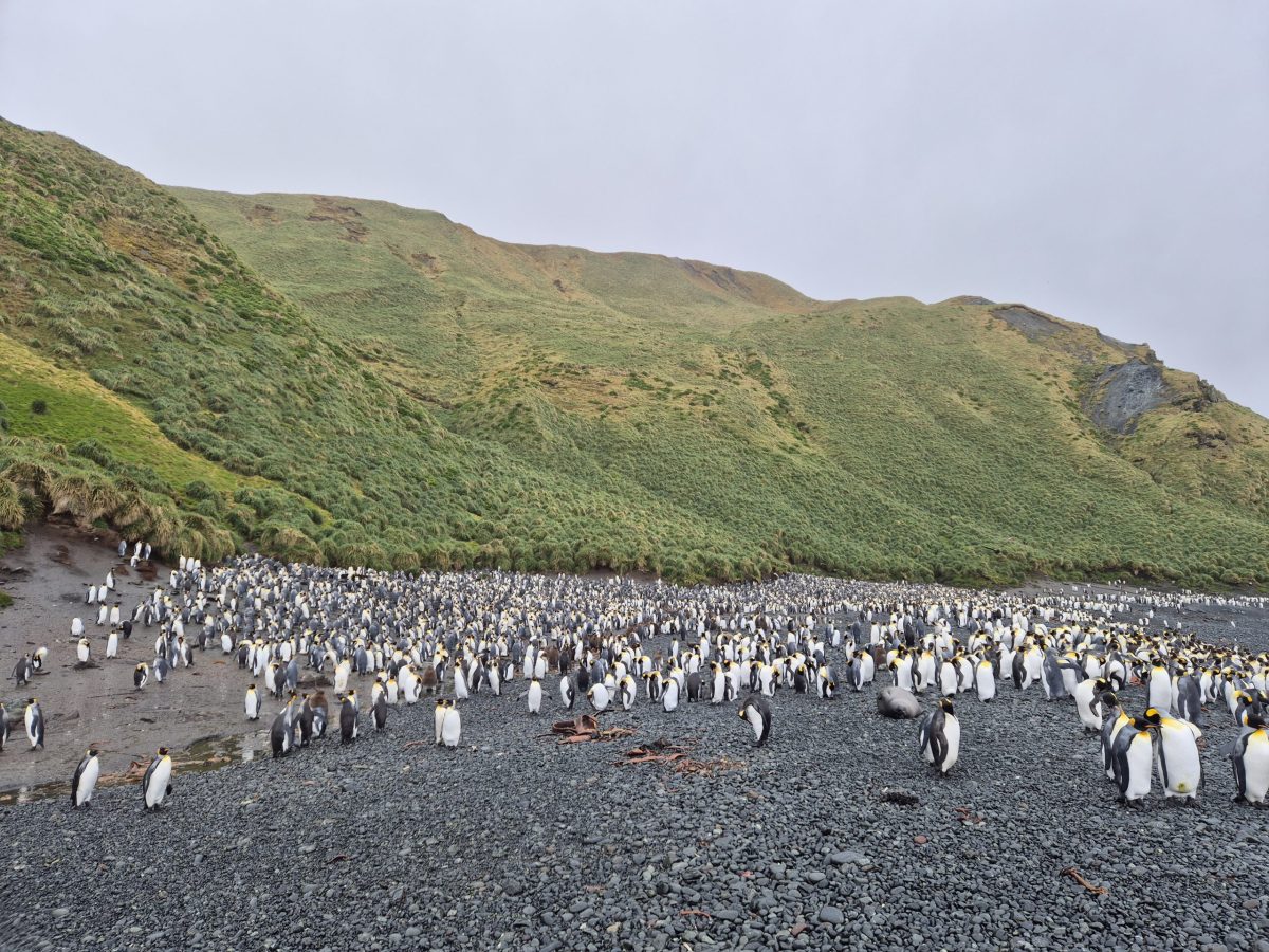 Sub-Antarctic Islands