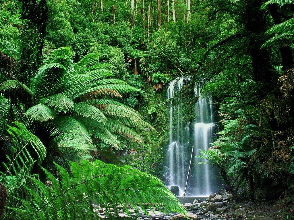 Tropical Rainforest