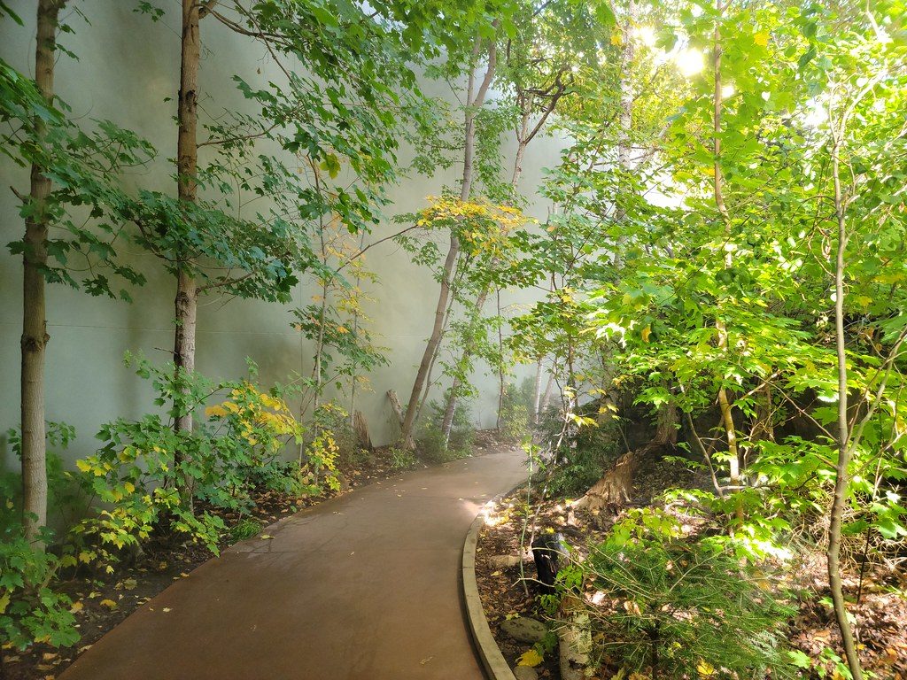Laurentian Maple Forest Observation Path