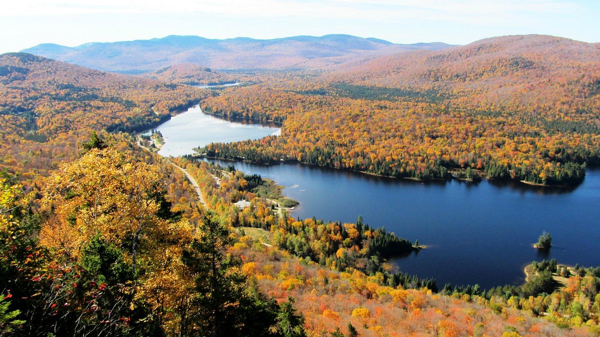 Laurentian Maple Forest