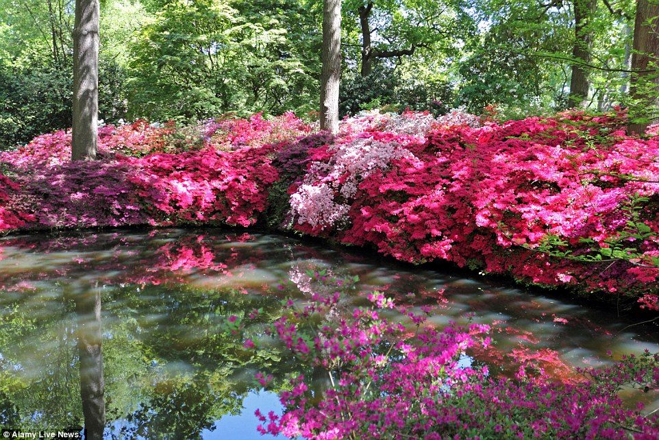 Isabella Plantation