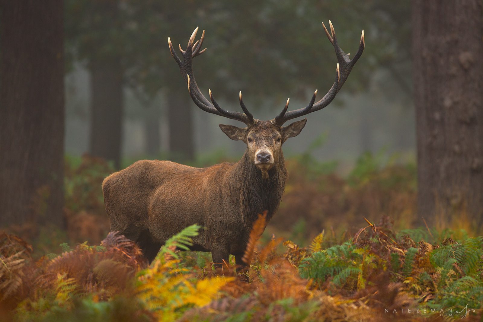Deer Herds