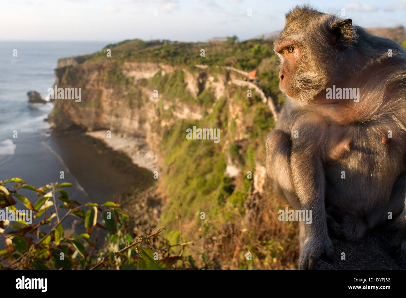 Resident Macaque Territory