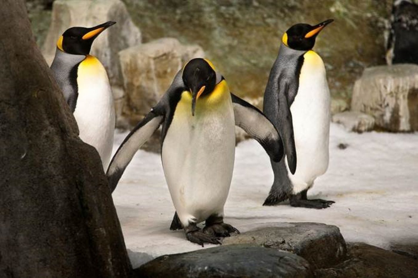 Sub-Antarctic Islands