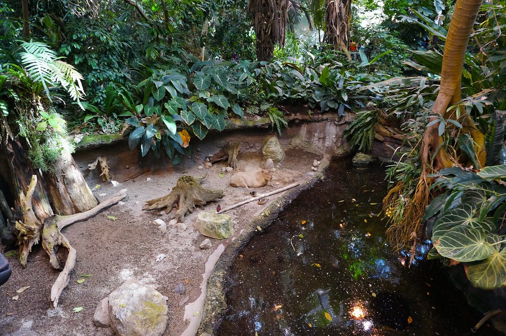 Tropical Rainforest