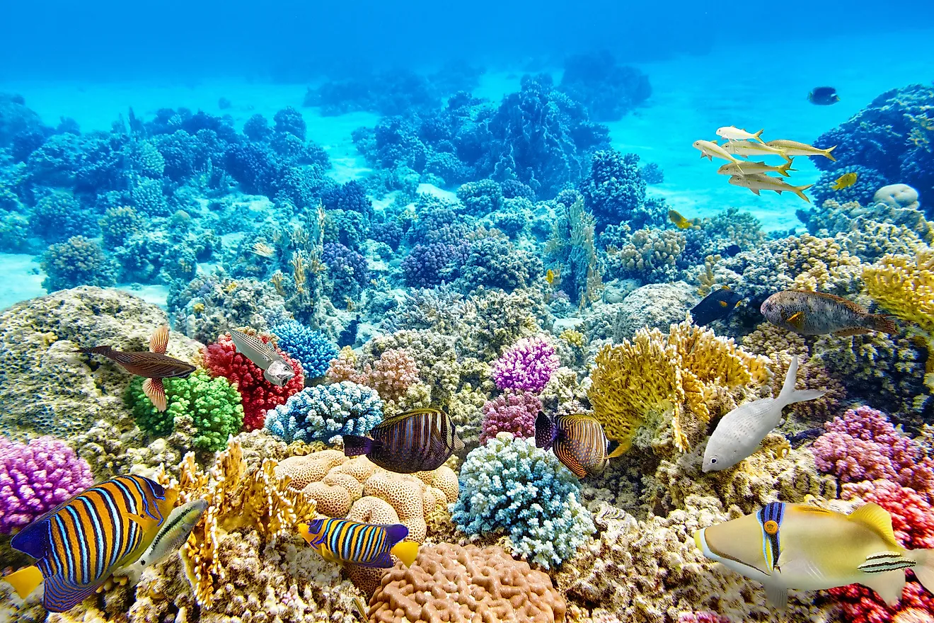Western Coral Shelf