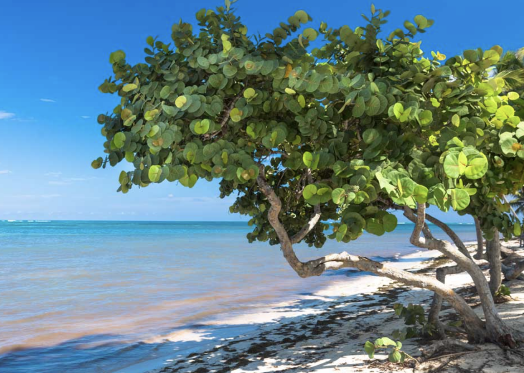 Sea Grape Groves