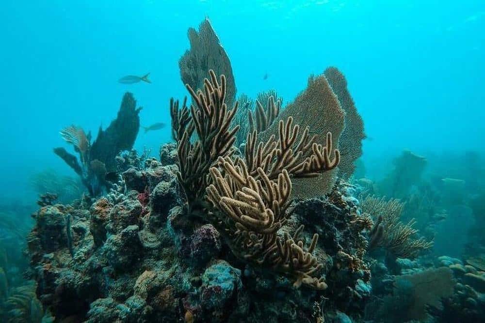 Snorkeling