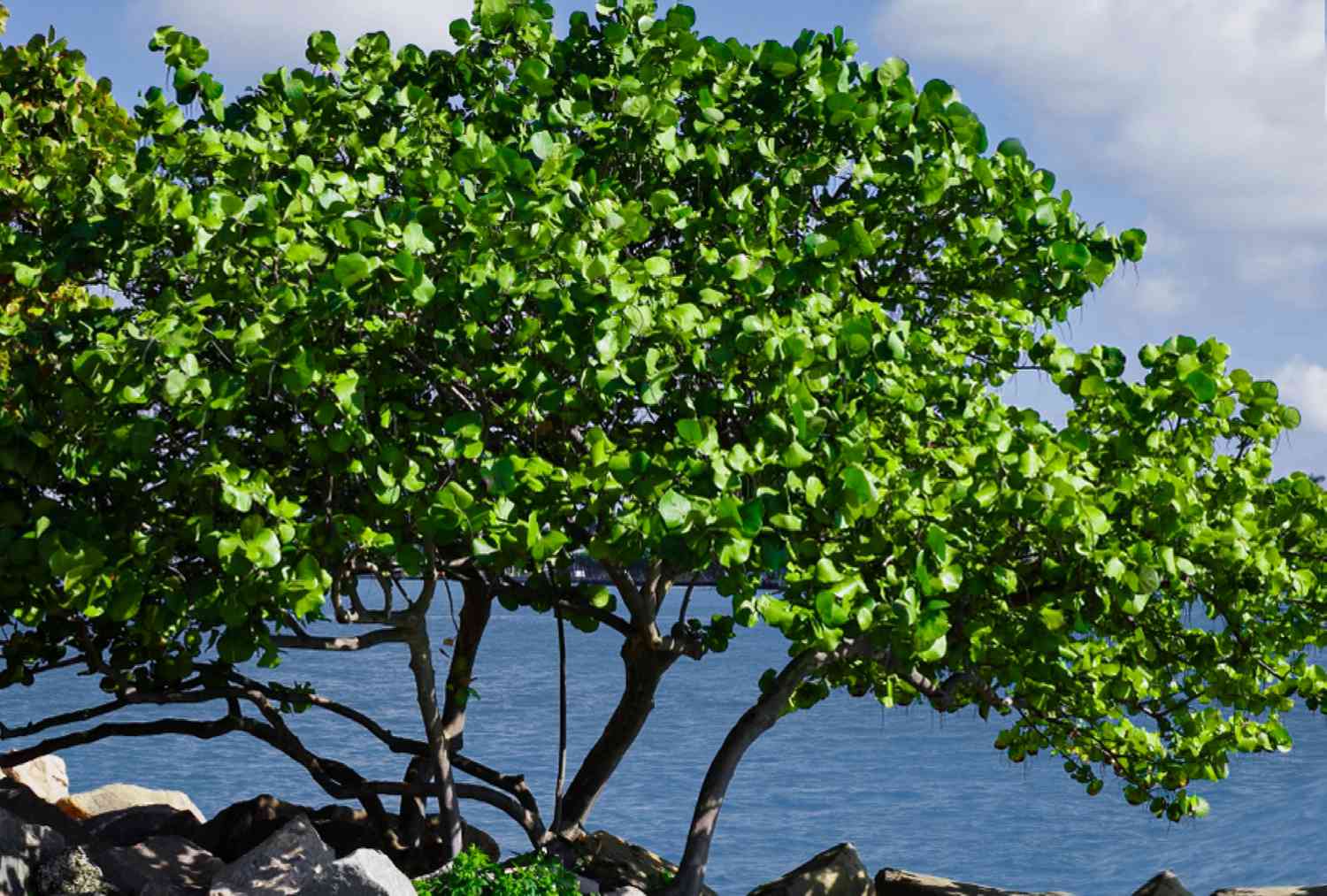 Sea Grape Shoreline