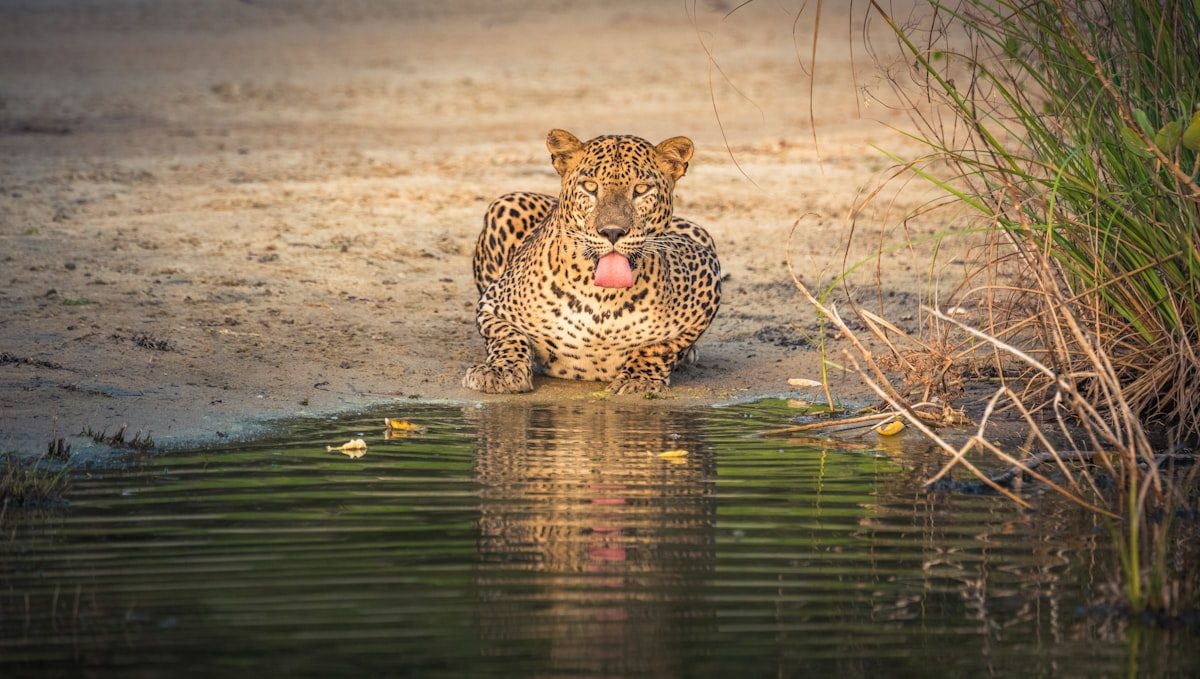 Afternoon Villu Watch & Waterhole Patrol