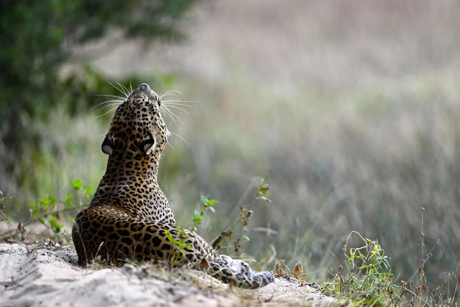 Your experience at Wilpattu Safari
