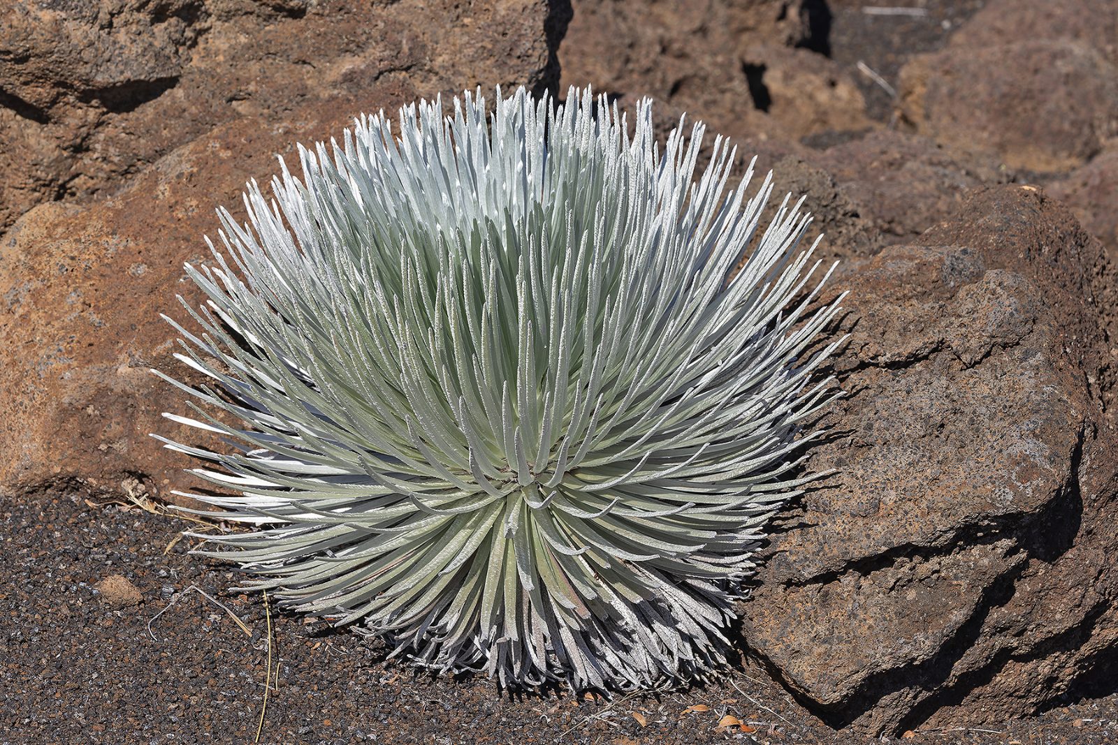 Silversword Enclosure